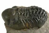 Reedops Trilobite - Atchana, Morocco #310638-2